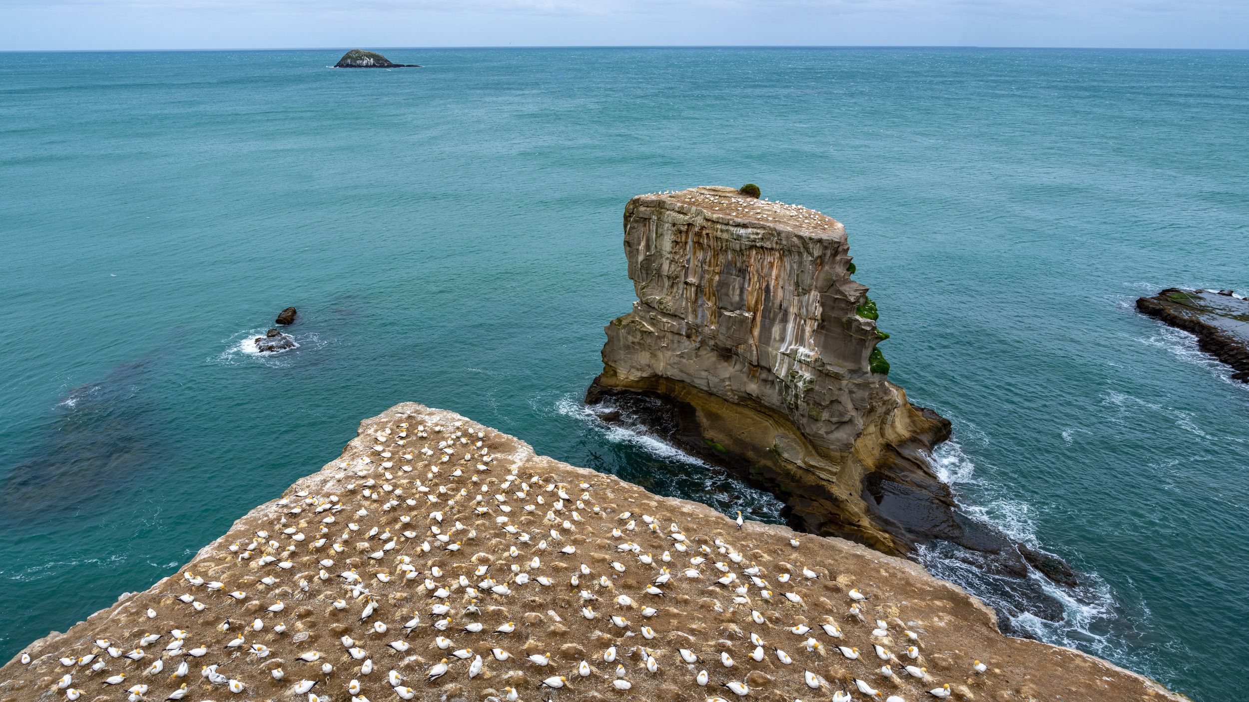 A gannet colony covering the cliffs above a blue sea at Muriwai